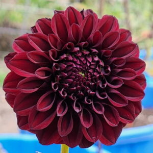 Black Satin Dahlia