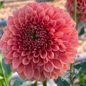 Crazy 4 Wiley Quinn Dahlia