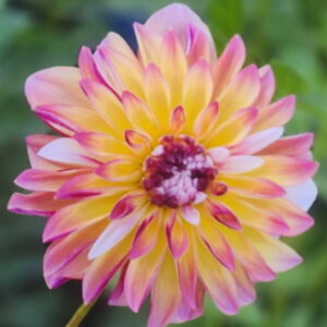 Caribbean Fantasy Dahlia
