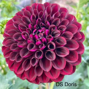 DS Doris Dahlia