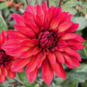 Danique Dahlia