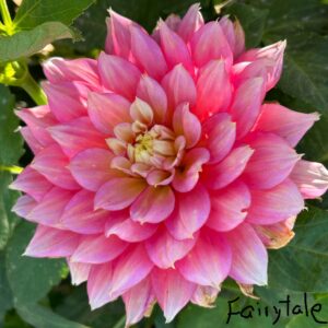 Fairytale Dahlia