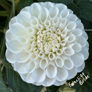Ferncliff Bride Dahlia