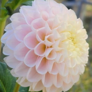 Hollyhill Pollyanna Dahlia