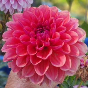Intrigue Dahlia