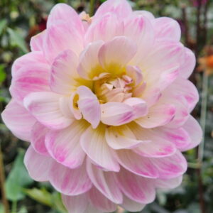 Kelgai Ann Dahlia