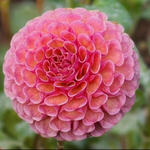 Koko Puff Dahlia