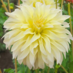 Lakeview Blush Dahlia
