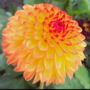 Mardy Gras Dahlia