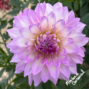 Montana Centennial Dahlia