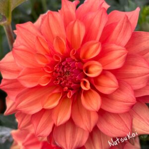 Natsukoi (Japanese) Dahlia