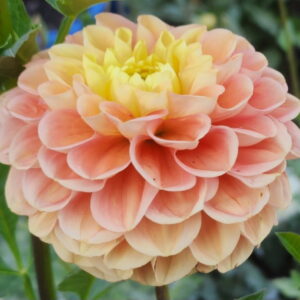 Oh Honey Dahlia