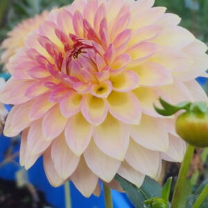 Oreti Adele Dahlia