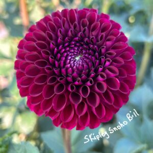 Skipley's Snoho Bill Dahlia