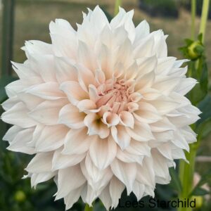 Lee's Starchild Dahlia
