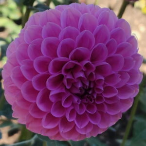 Sweet Fabienne Dahlia