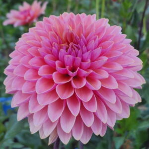 Sweet Sanne Dahlia