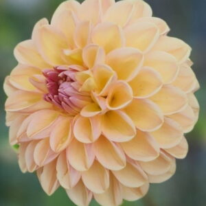 Valley Tawny Dahlia