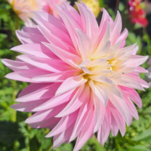 Alloway Candy Dahlia