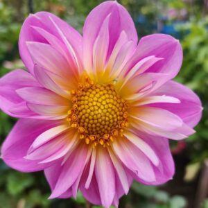 Bloomquist Arise Dahlia