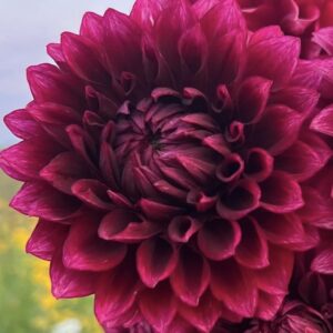 Bloomquist York Dahlia