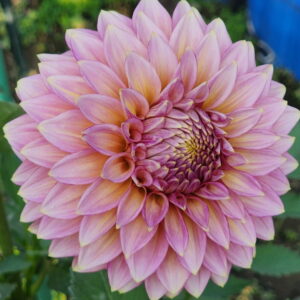 Bloomquist Mojo Dahlia