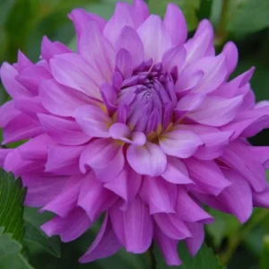Bluetiful Dahlia