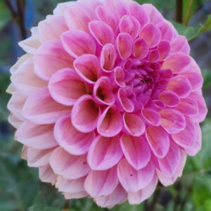 Bracken Rose Dahlia