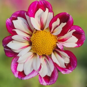 Bumble Rumble Dahlia