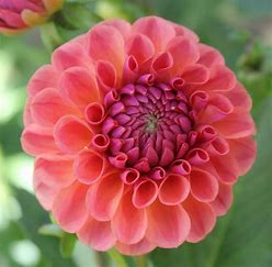 Chewy Dahlia