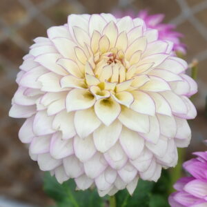 Clearview Debby Dahlia