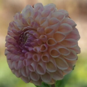 Clearview Peachy Dahlia