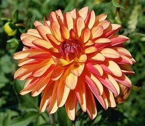 Crazy Legs Dahlia