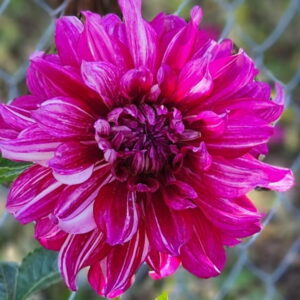 AC Paint Dahlia