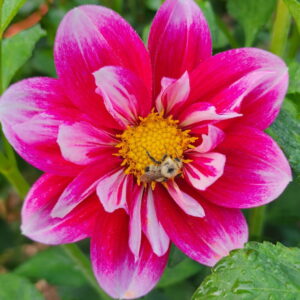 Double Trouble Dahlia