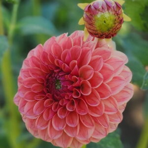 Furu Maru Dahlia