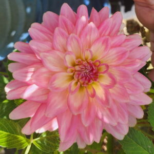 Gerrie Hoek Dahlia