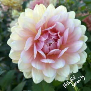 Seeds Dahlia Parent Hollyhill Serenity
