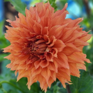 Hollyhill Gladiator Dahlia