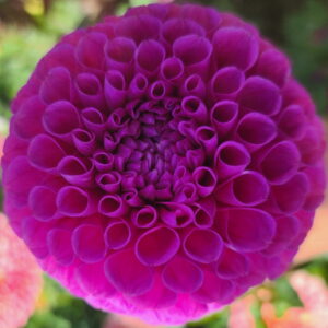 HY Mallow Dahlia