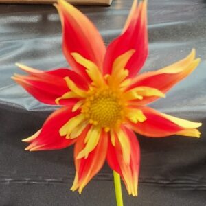 Hacienda Chispa Dahlia