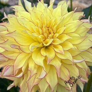 Seeds Dahlia Parent Hart's Bonnie