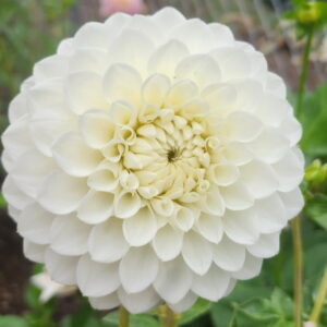 Hillcrest Amour Dahlia