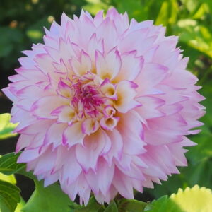 Hollyhill Pinkie Dahlia