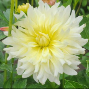 In Memory Of Dahlia