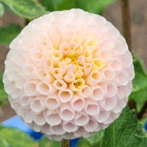 Irish D Porter Dahlia