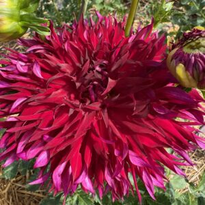 Jax Dahlia
