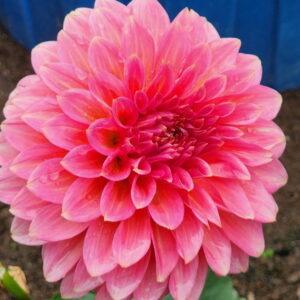 Kenora Lisa Dahlia