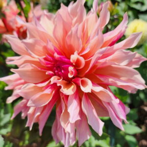 Labyrinth Dahlia