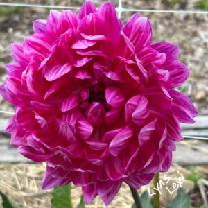 Seeds Dahlia Parent Lyn's Lexi